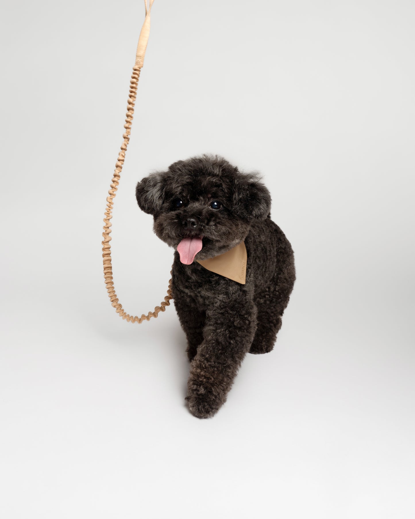 Nylon Bungee Dog Leash | Latte