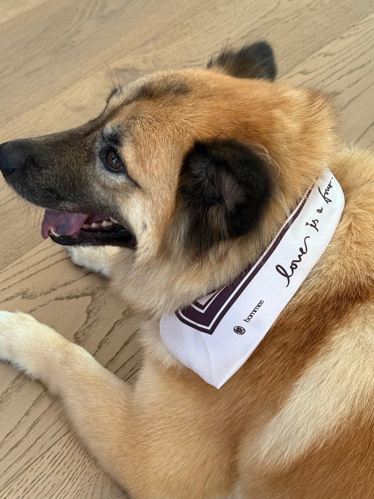 LANG x Bommee Silk Pet Bandana