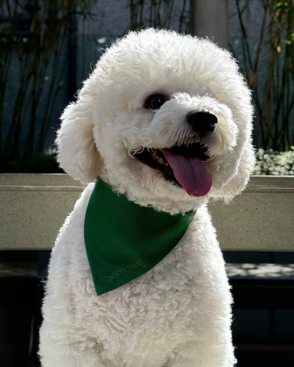 Nylon Pet Collar | Pine Green