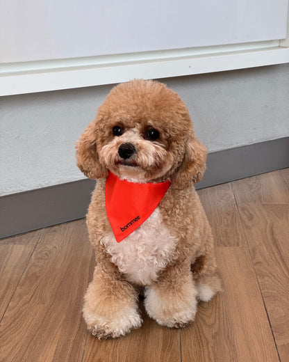 Nylon Pet Collar | Orange