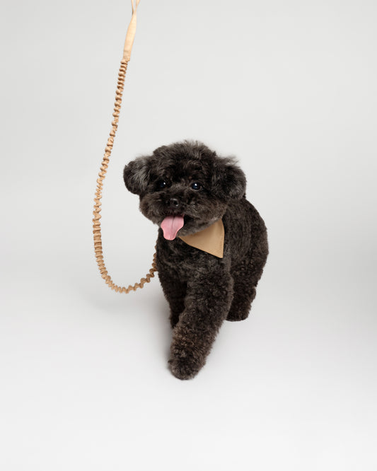 Nylon Bungee Dog Leash | Latte